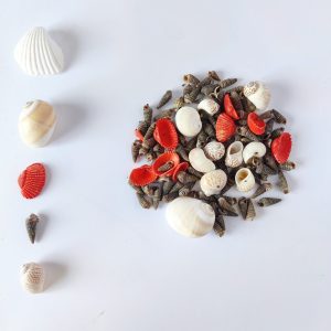 Natural Sea Shells – 2